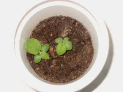 Ilo und Zet am 19.05.2007